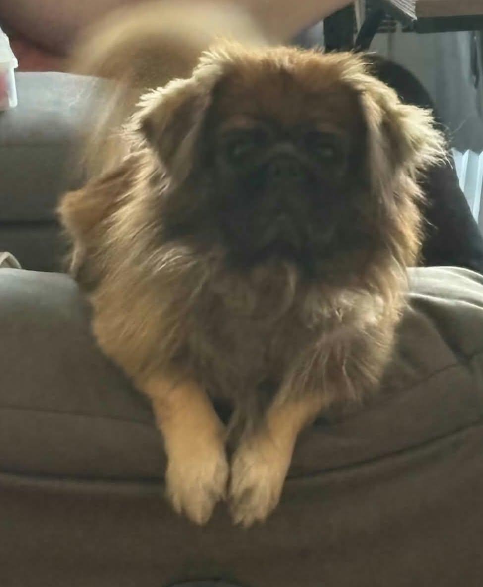 Enlarge Chewbacca, a Adoptable Pekingese in Cedar Rapids, IA image 2/6