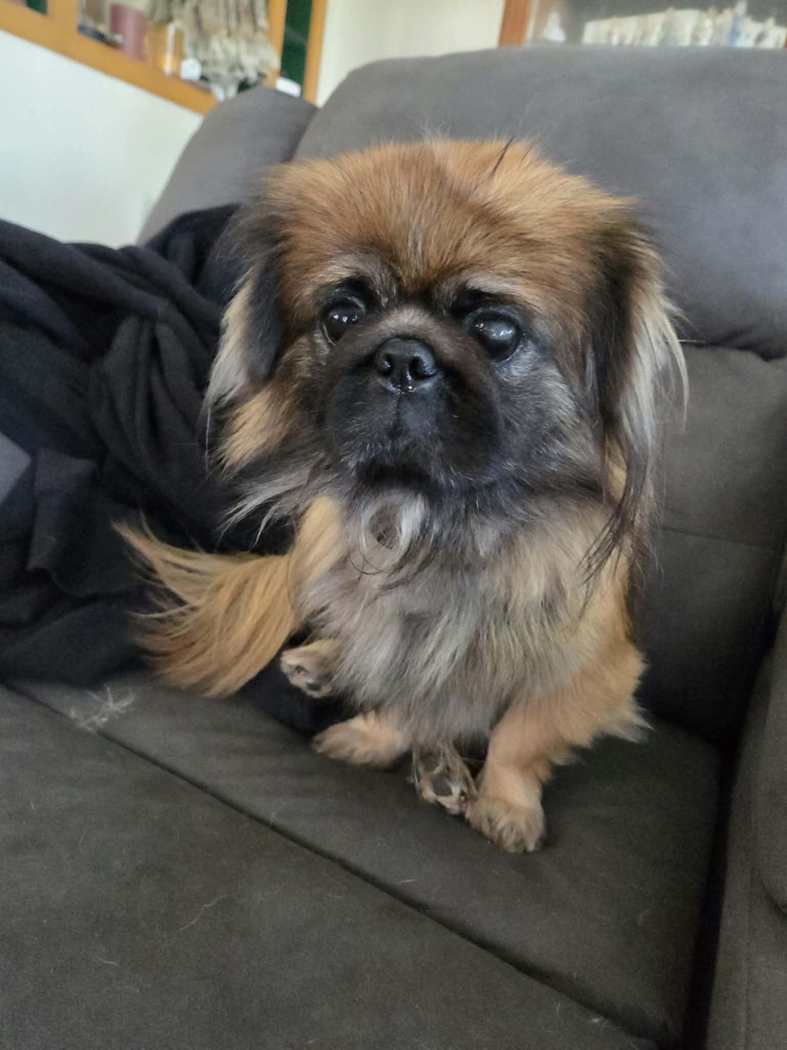 Enlarge Chewbacca, a Adoptable Pekingese in Cedar Rapids, IA image 4/6