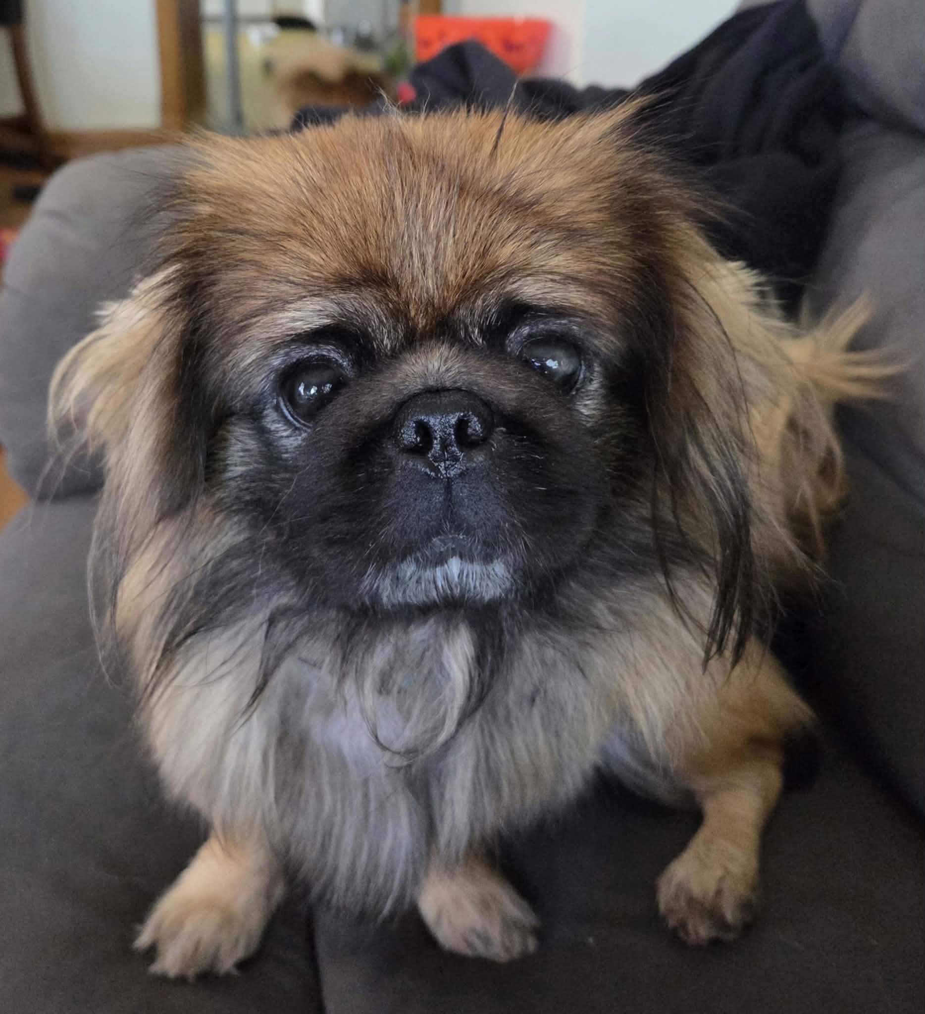 Enlarge Chewbacca, a Adoptable Pekingese in Cedar Rapids, IA image 3/6