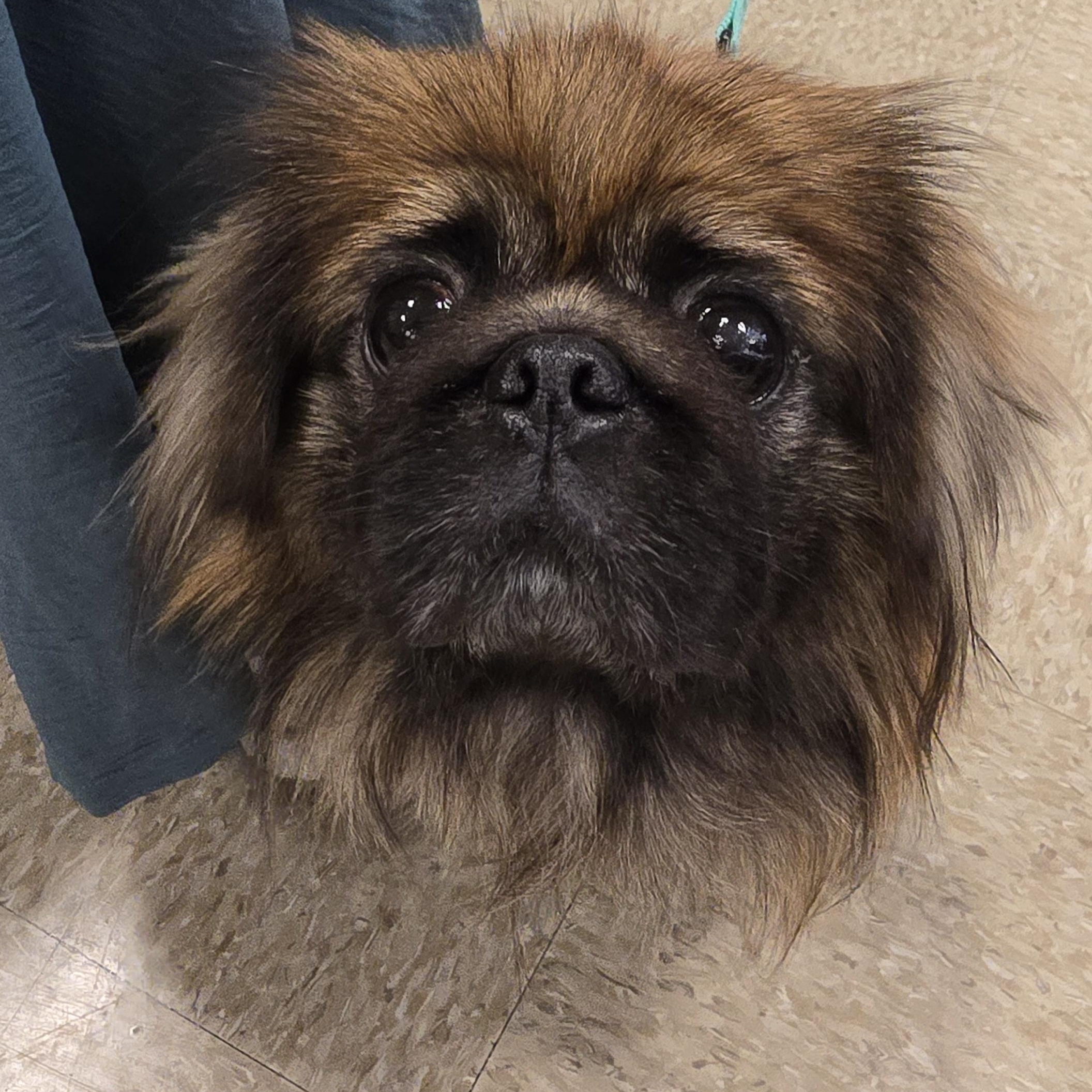 Enlarge Chewbacca, a Adoptable Pekingese in Cedar Rapids, IA image 1/6