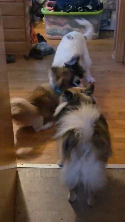 Enlarge Chewbacca, a Adoptable Pekingese in Cedar Rapids, IA video 6/6