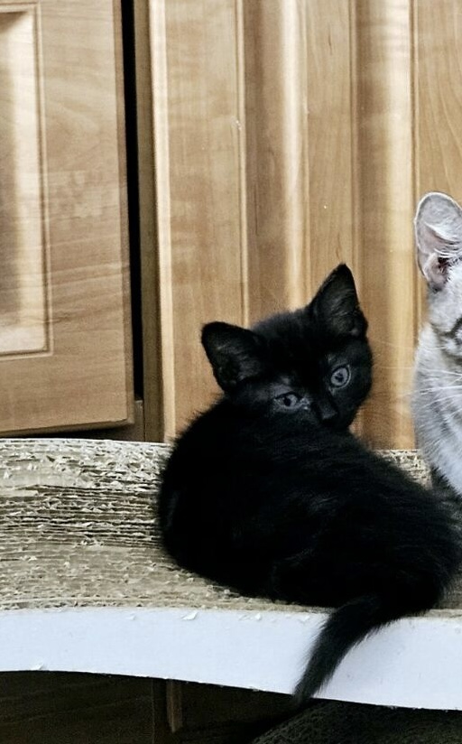 Cat for adoption Teddy & Bear BONDED, a Domestic Short Hair & Siamese Mix in Warwick, RI Cat for adoption Teddy & Bear BONDED, a Domestic Short Hair & Siamese Mix in Warwick, RI