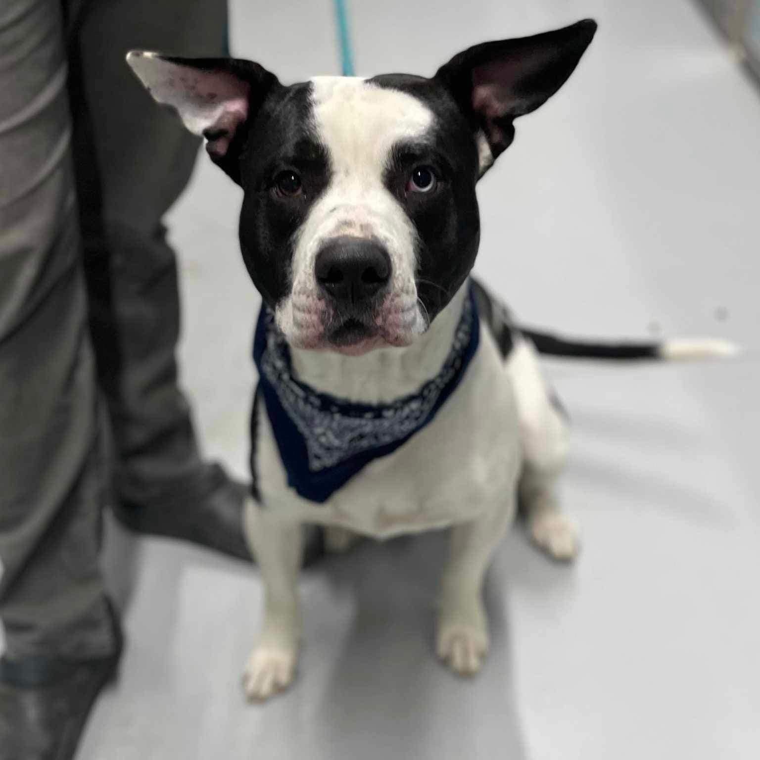 Dog for adoption Bubby, a Terrier in Zanesville, OH Petfinder