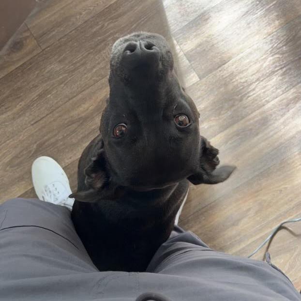 Sarah, Adoptable, Young Female Pit Bull Terrier.