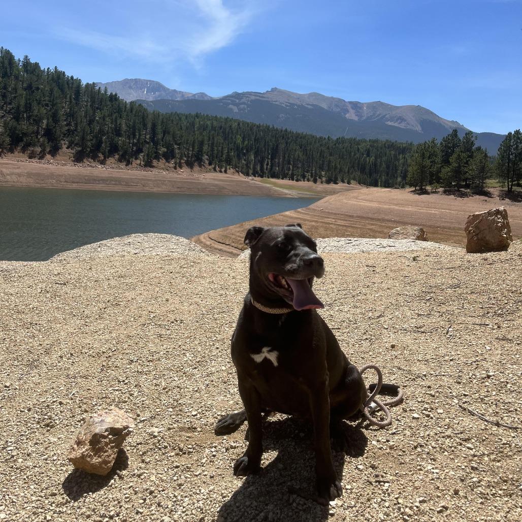 Enlarge Sarah, a Adoptable mixed breed in Colorado Springs, CO image 3/5