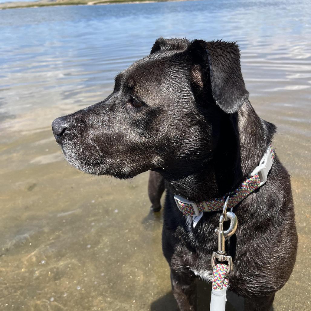 Enlarge Sarah, a Adoptable mixed breed in Colorado Springs, CO image 4/5