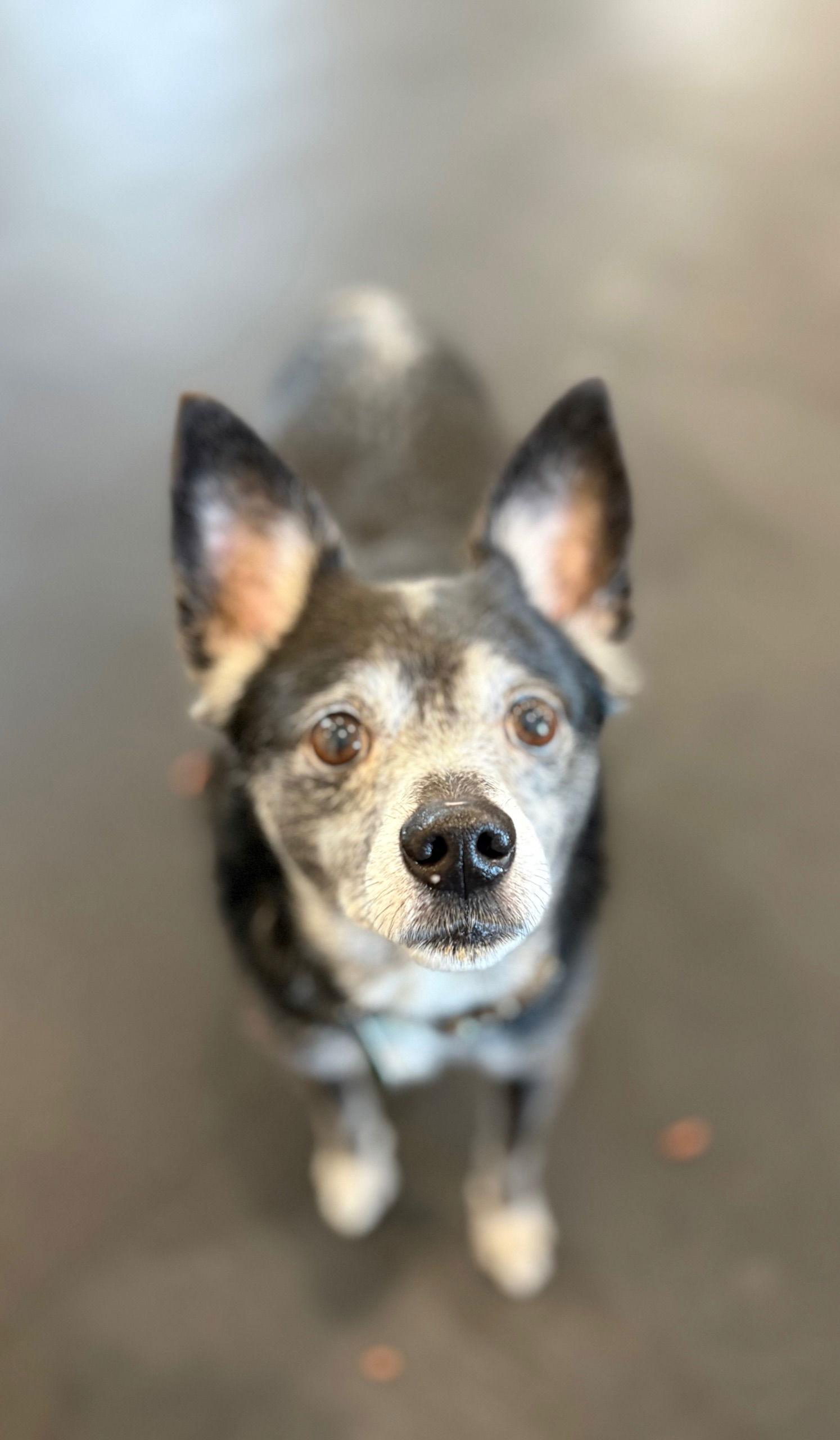 Enlarge Max- Scared and Sad :(, a Adoptable mixed breed in Oxford, MI image 1/3