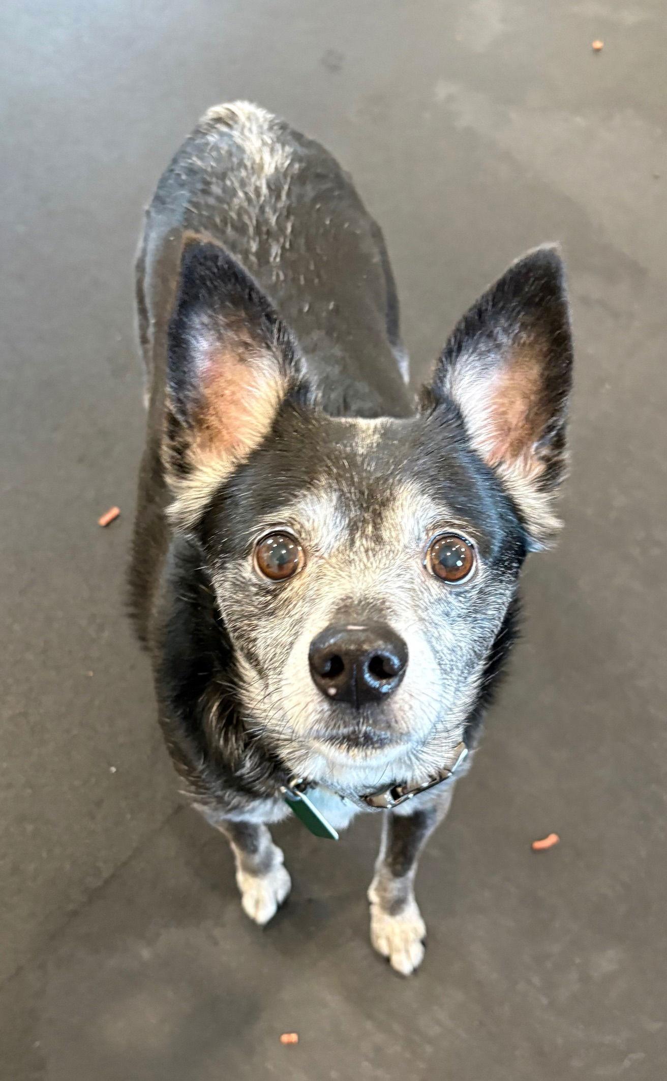 Enlarge Max- Scared and Sad :(, a Adoptable mixed breed in Oxford, MI image 2/3