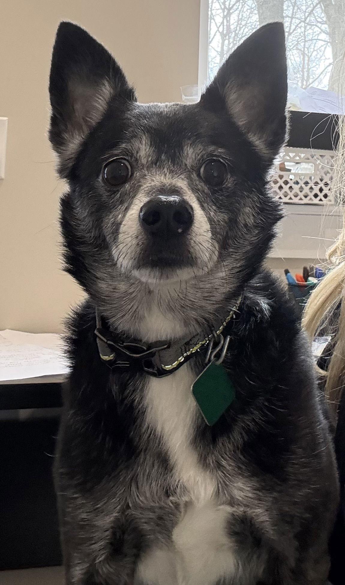 Enlarge Max- Scared and Sad :(, a Adoptable mixed breed in Oxford, MI image 3/3