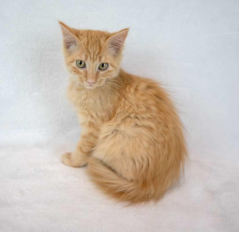 Enlarge Empress Biscuits, a Adopted mixed breed in Kennesaw, GA image 2/6