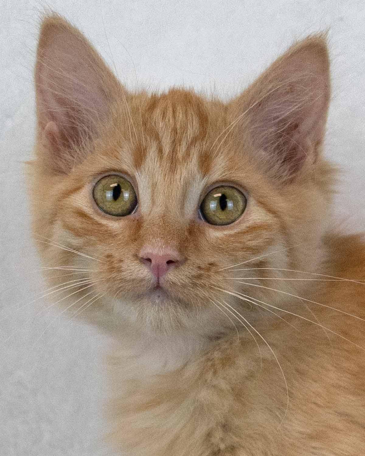 Empress Biscuits, Adopted, Kitten Female Domestic Medium Hair & Tabby.