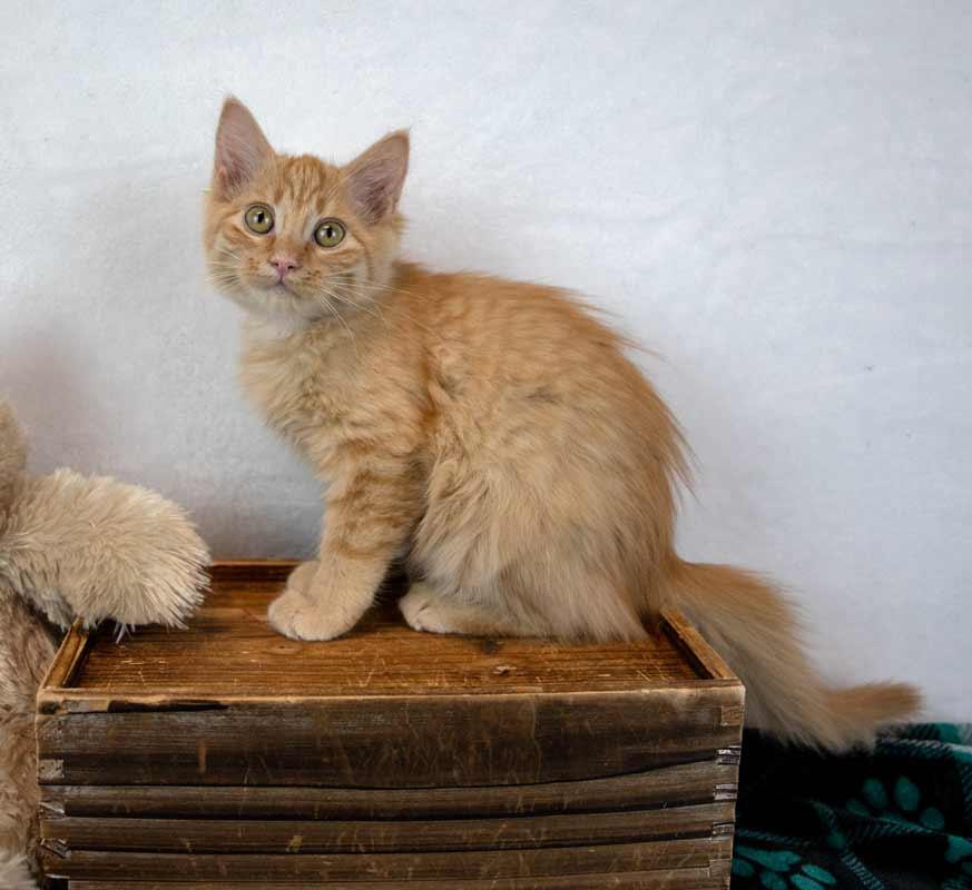 Enlarge Empress Biscuits, a Adopted mixed breed in Kennesaw, GA image 5/6