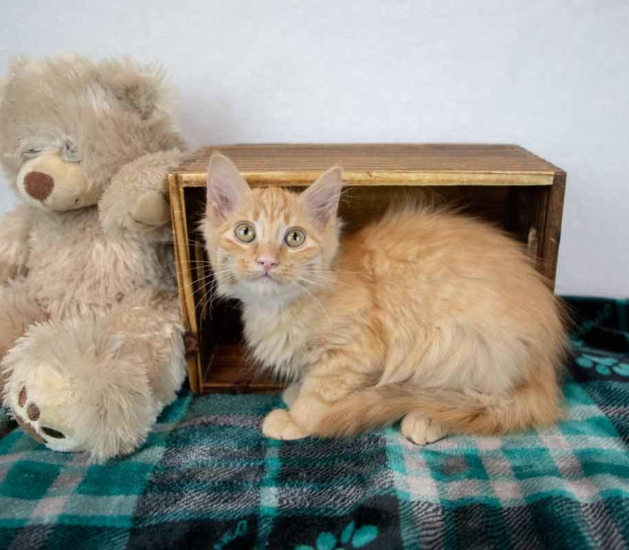 Enlarge Empress Biscuits, a Adopted mixed breed in Kennesaw, GA image 6/6