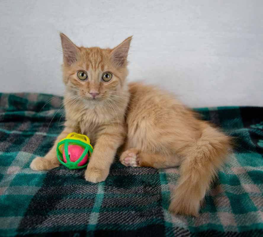 Enlarge Empress Biscuits, a Adopted mixed breed in Kennesaw, GA image 3/6