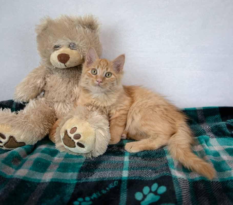 Enlarge Empress Biscuits, a Adopted mixed breed in Kennesaw, GA image 4/6