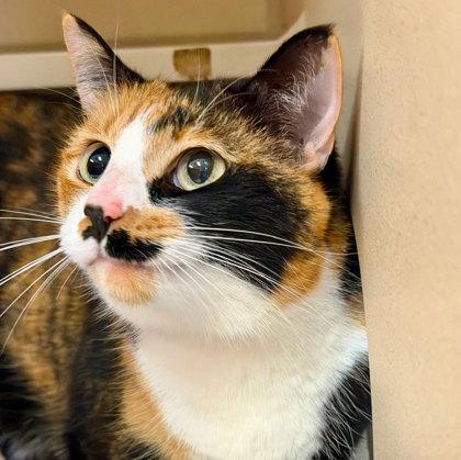 Hazel, adopted, Adult Female Domestic Short Hair.