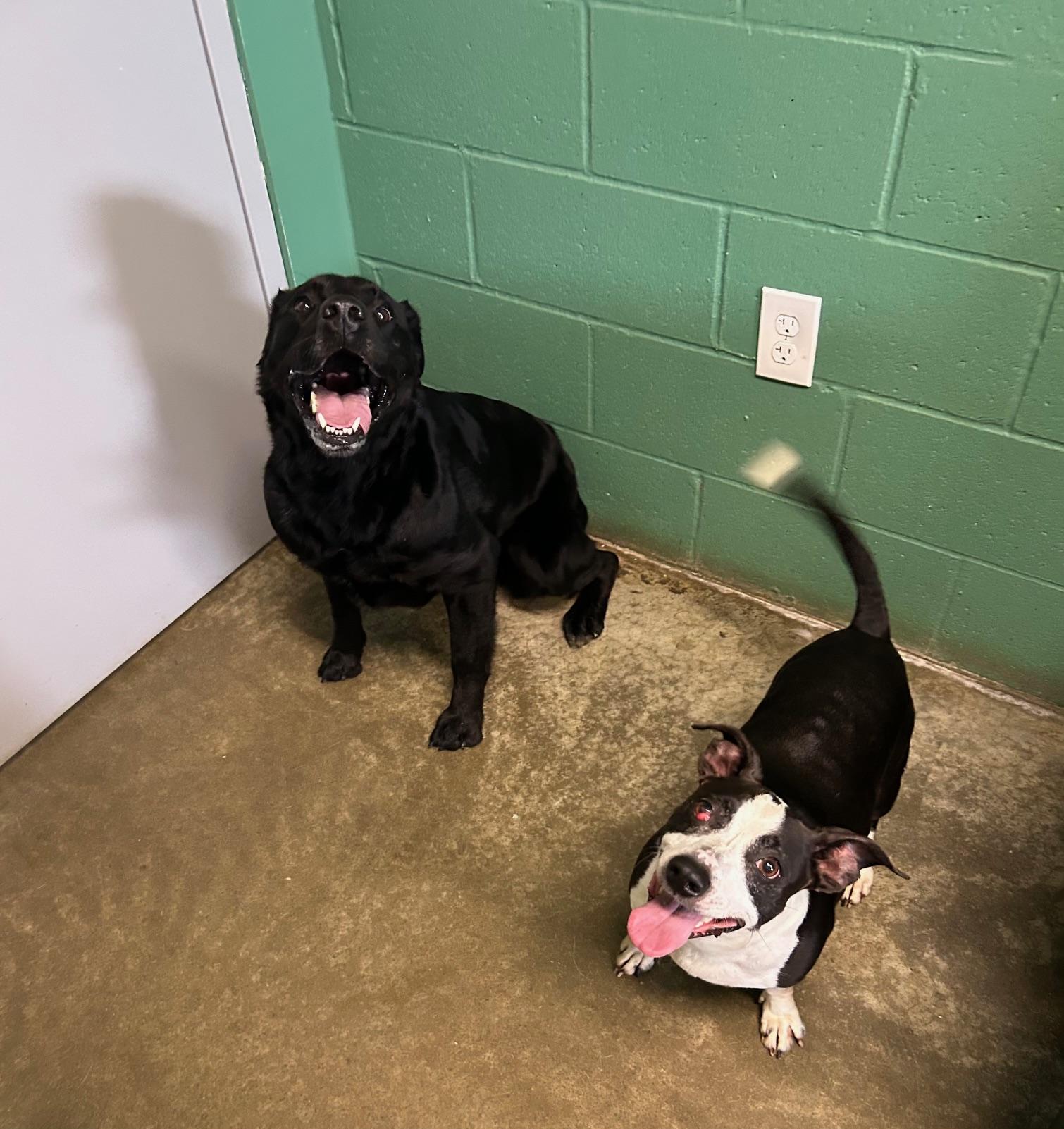 Enlarge Mindy, a Adoptable Black Labrador Retriever in Seneca, PA image 4/4