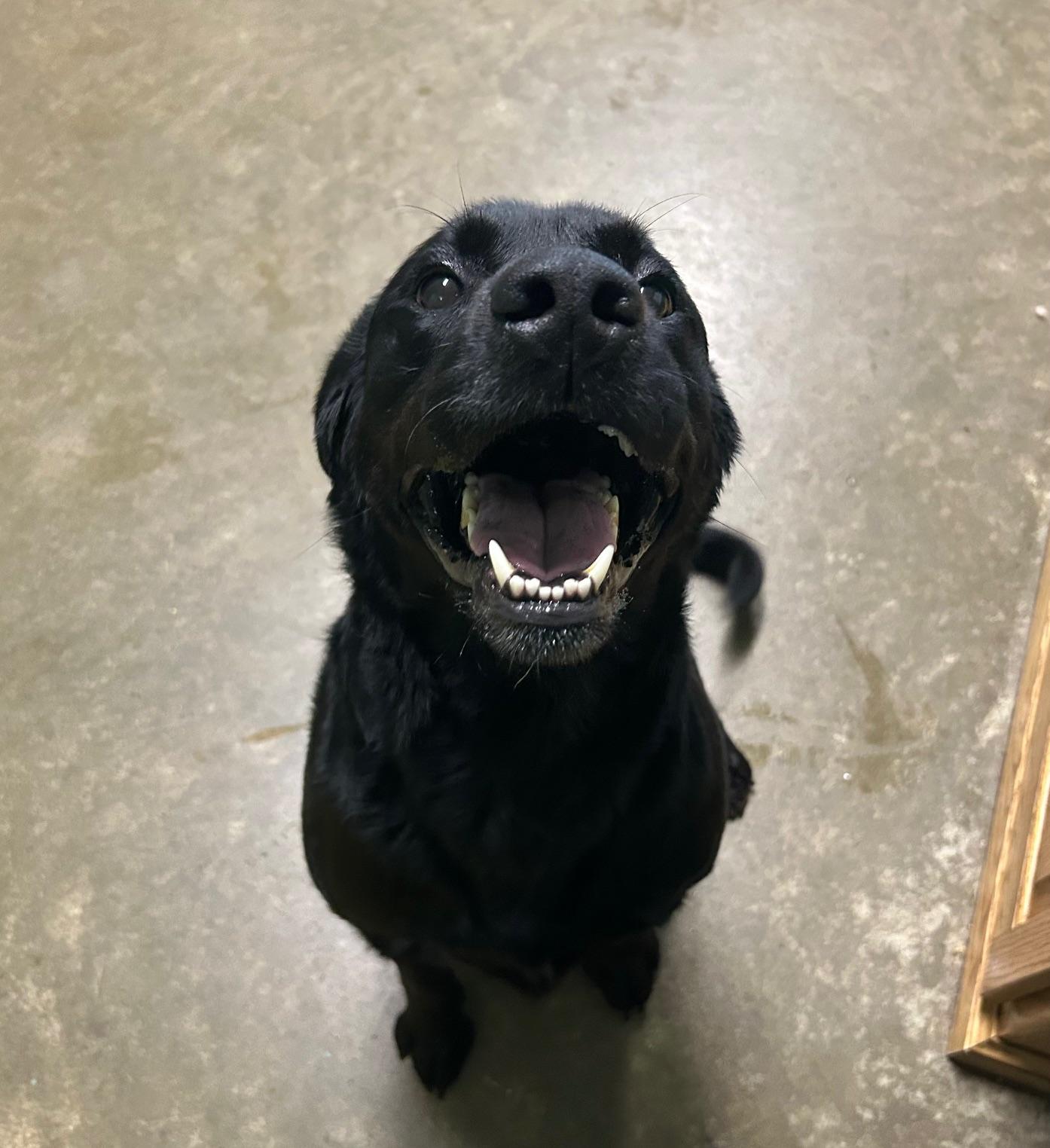 Enlarge Mindy, a Adoptable Black Labrador Retriever in Seneca, PA image 2/4