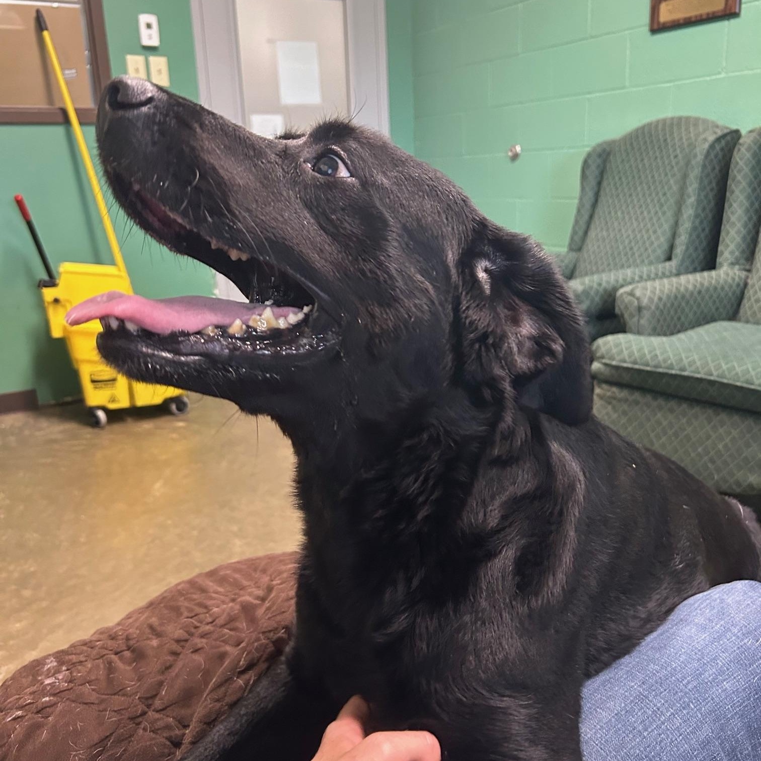 Enlarge Mindy, a Adoptable Black Labrador Retriever in Seneca, PA image 3/4
