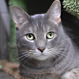 Joey, adoptable, Adult Male Domestic Short Hair.
