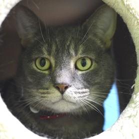 Enlarge Joey, an adoptable mixed breed in Rapid City, SD image 2/5