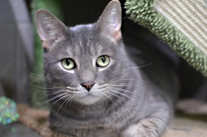 Enlarge Joey, an adoptable mixed breed in Rapid City, SD image 3/5