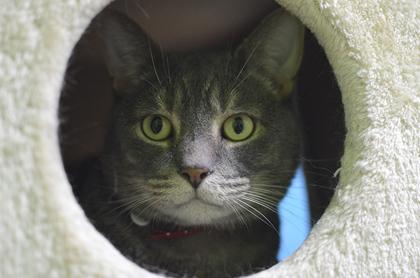 Enlarge Joey, an adoptable mixed breed in Rapid City, SD image 5/5