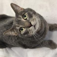 Enlarge Joey, an adoptable mixed breed in Rapid City, SD image 4/5