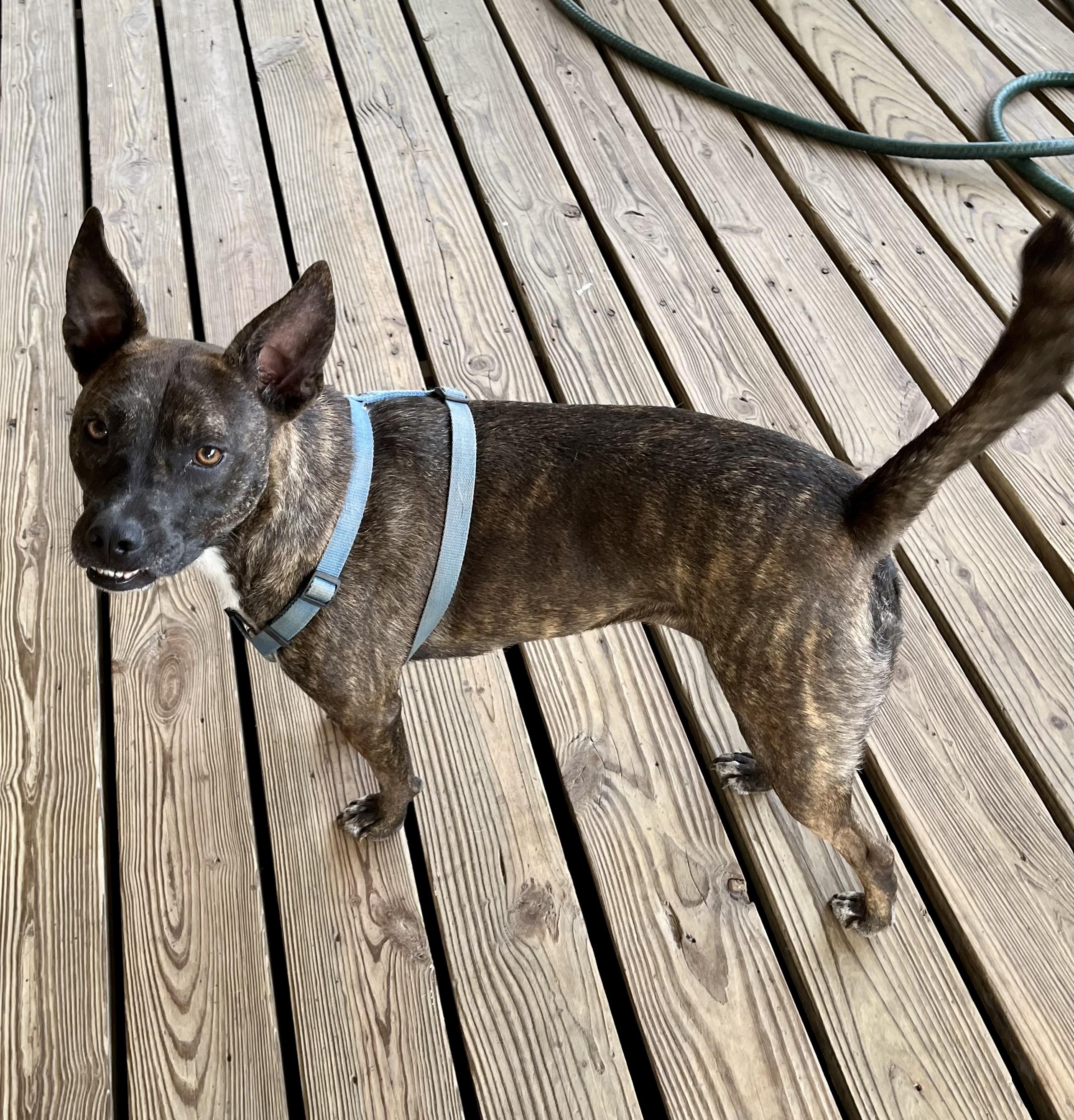 June, Adoptable, Adult Female Dutch Shepherd & Pit Bull Terrier.