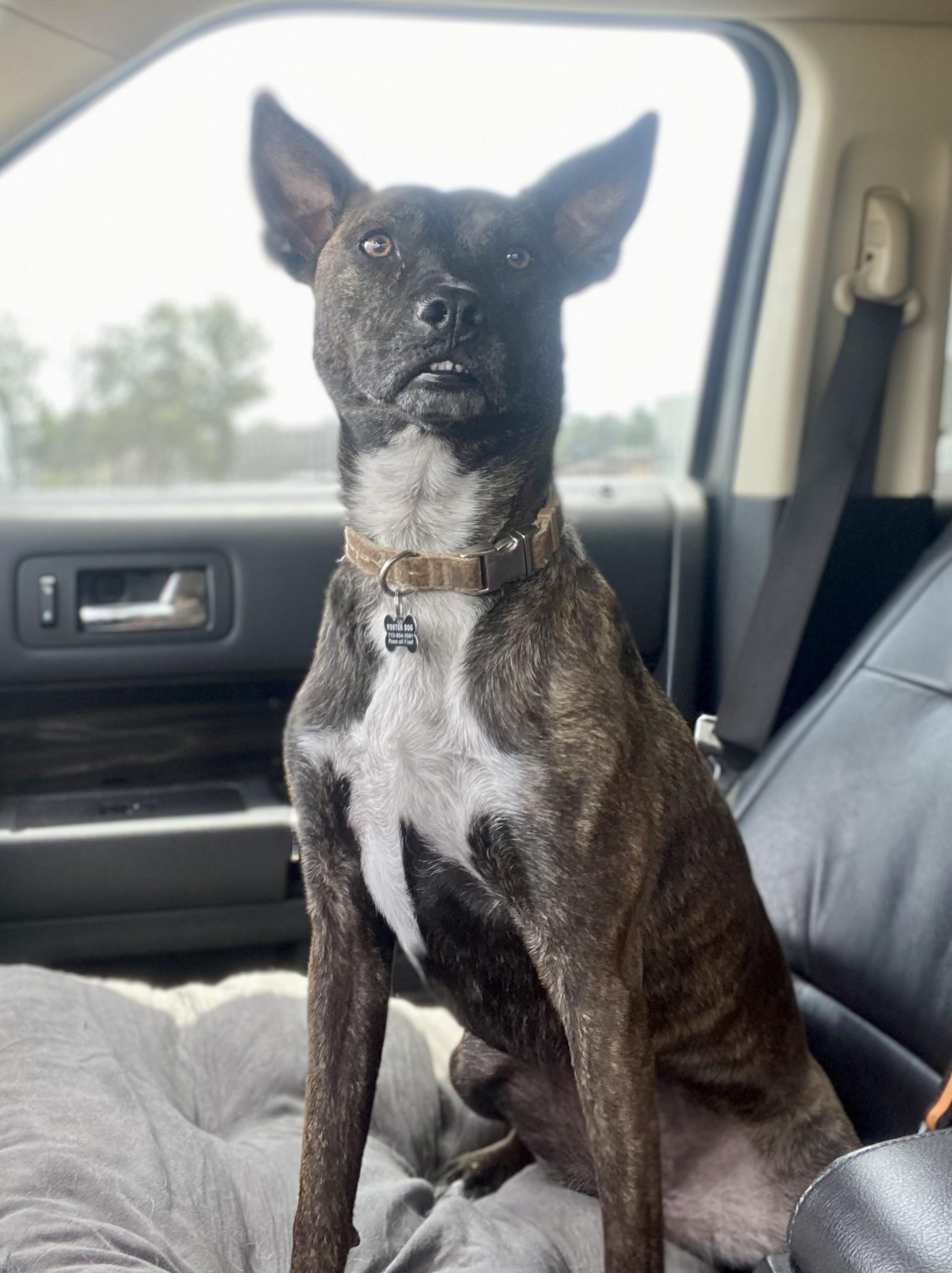 June, a Adoptable mixed breed in Cypress, TX image 3/4