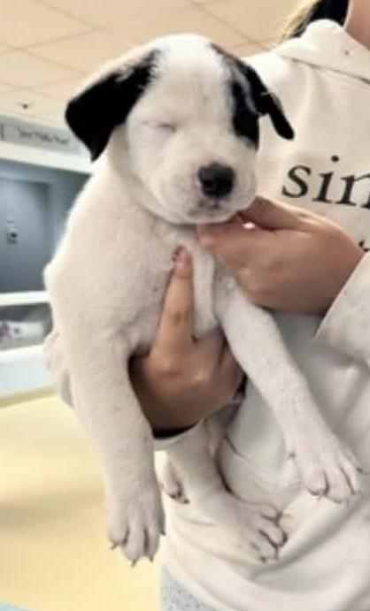 Enlarge Martin, a Adoptable Labrador Retriever in Statesville, NC image 2/5