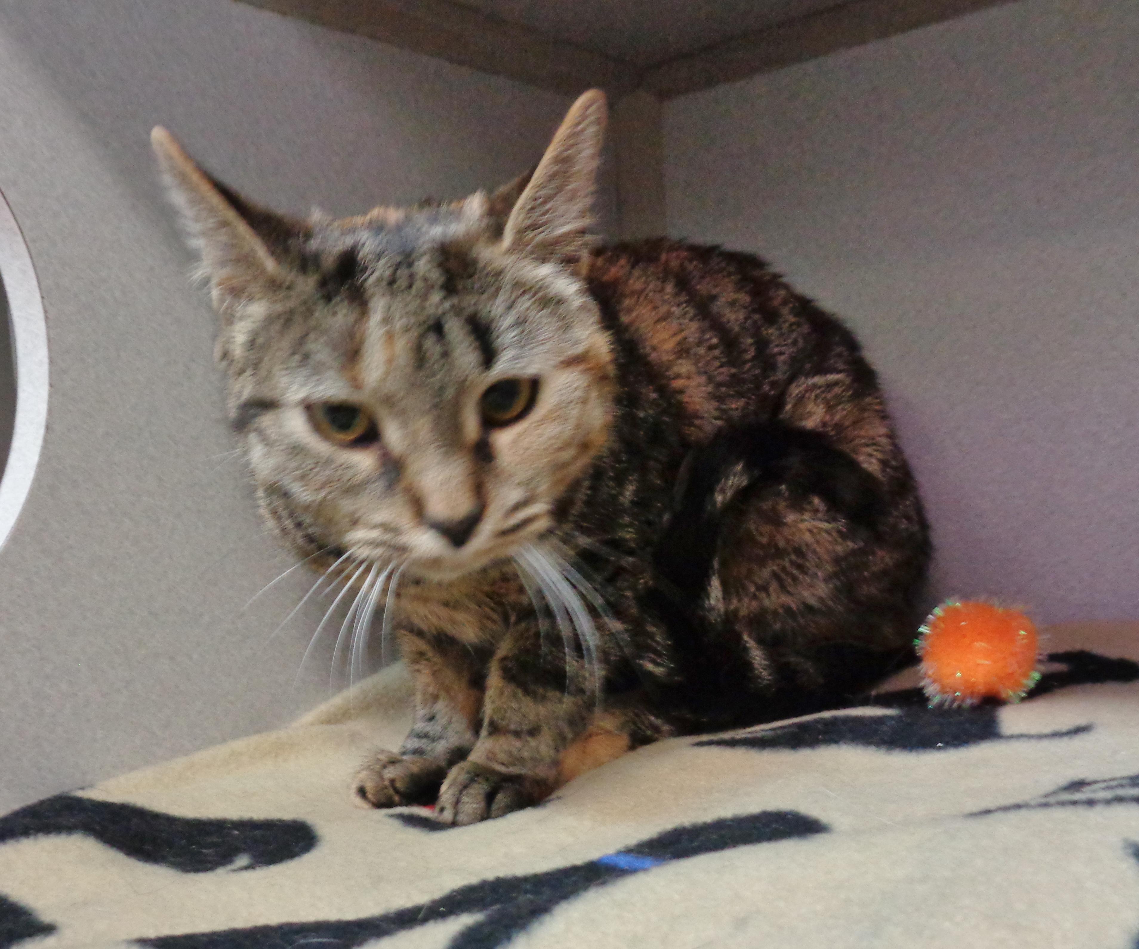 Confetti thumbnail 2