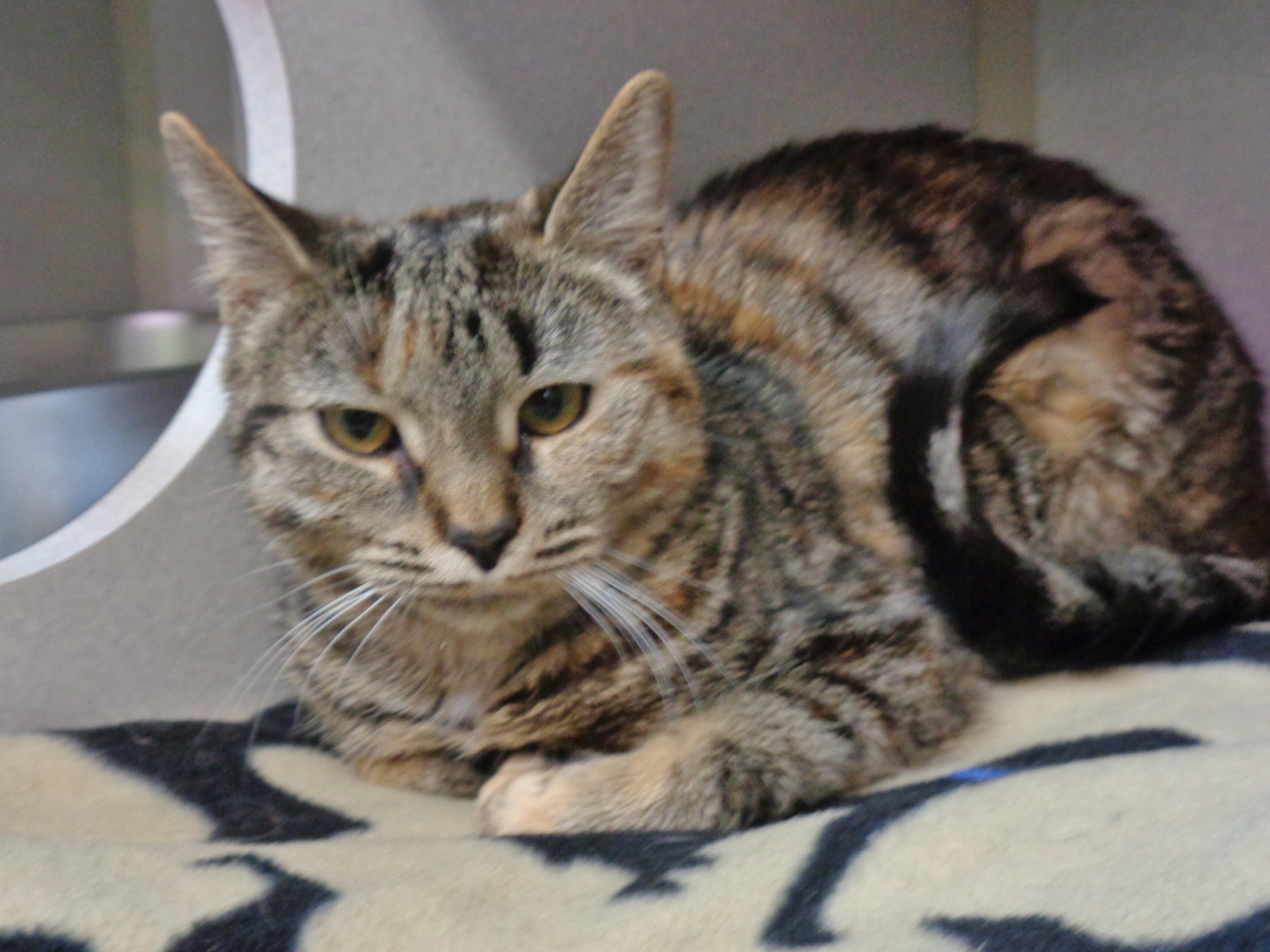 Confetti thumbnail 3