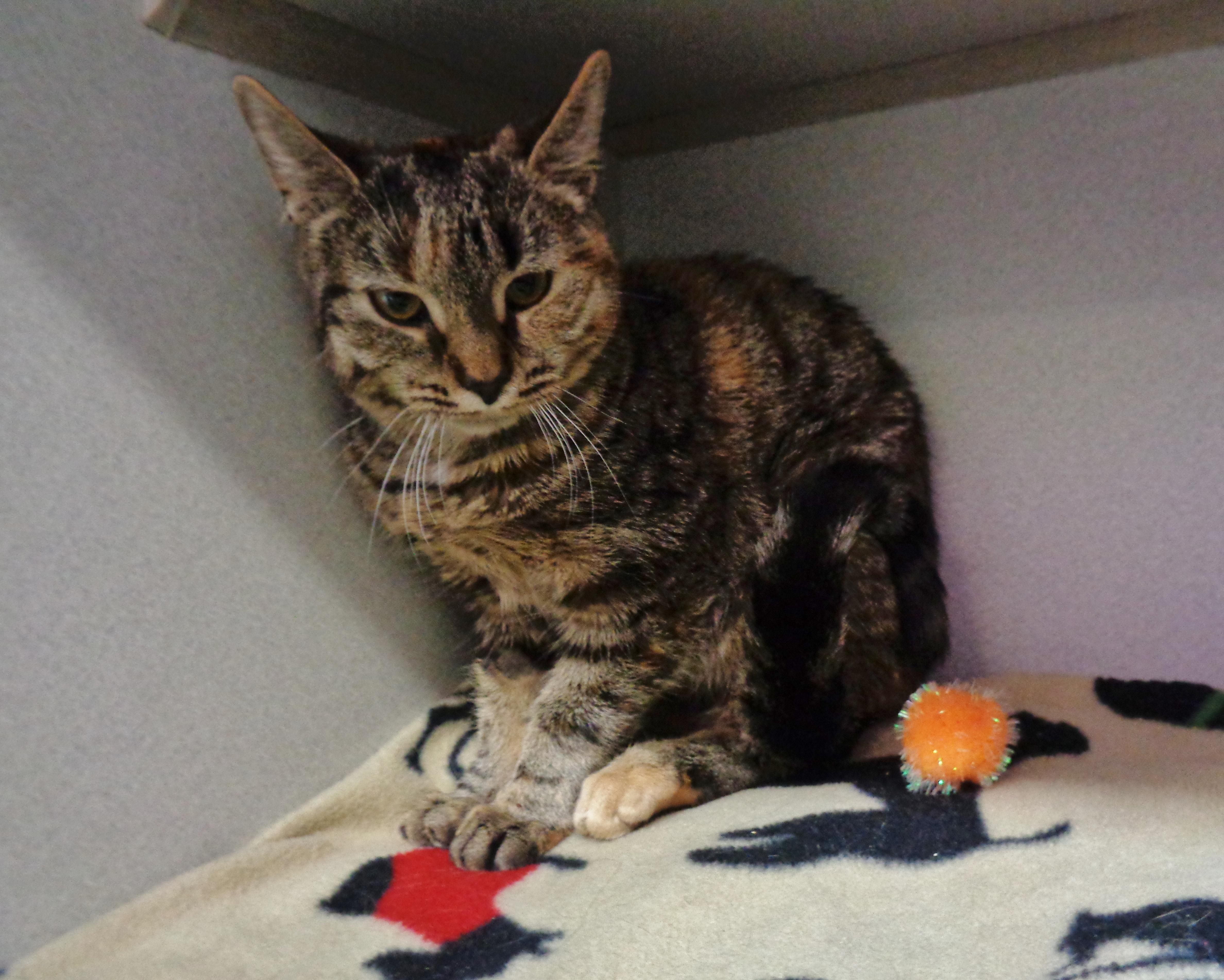 Confetti thumbnail 4