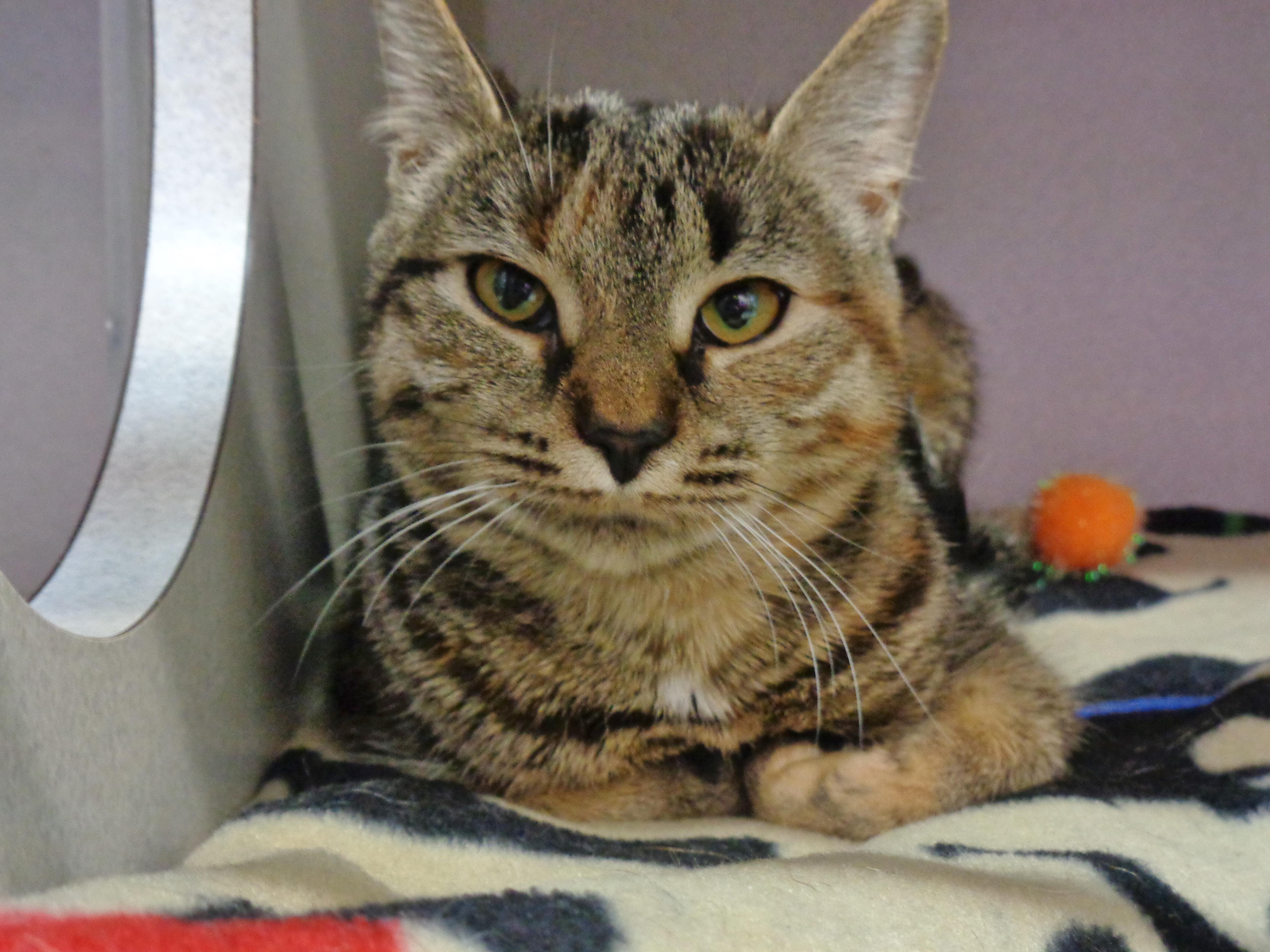 Confetti thumbnail 5