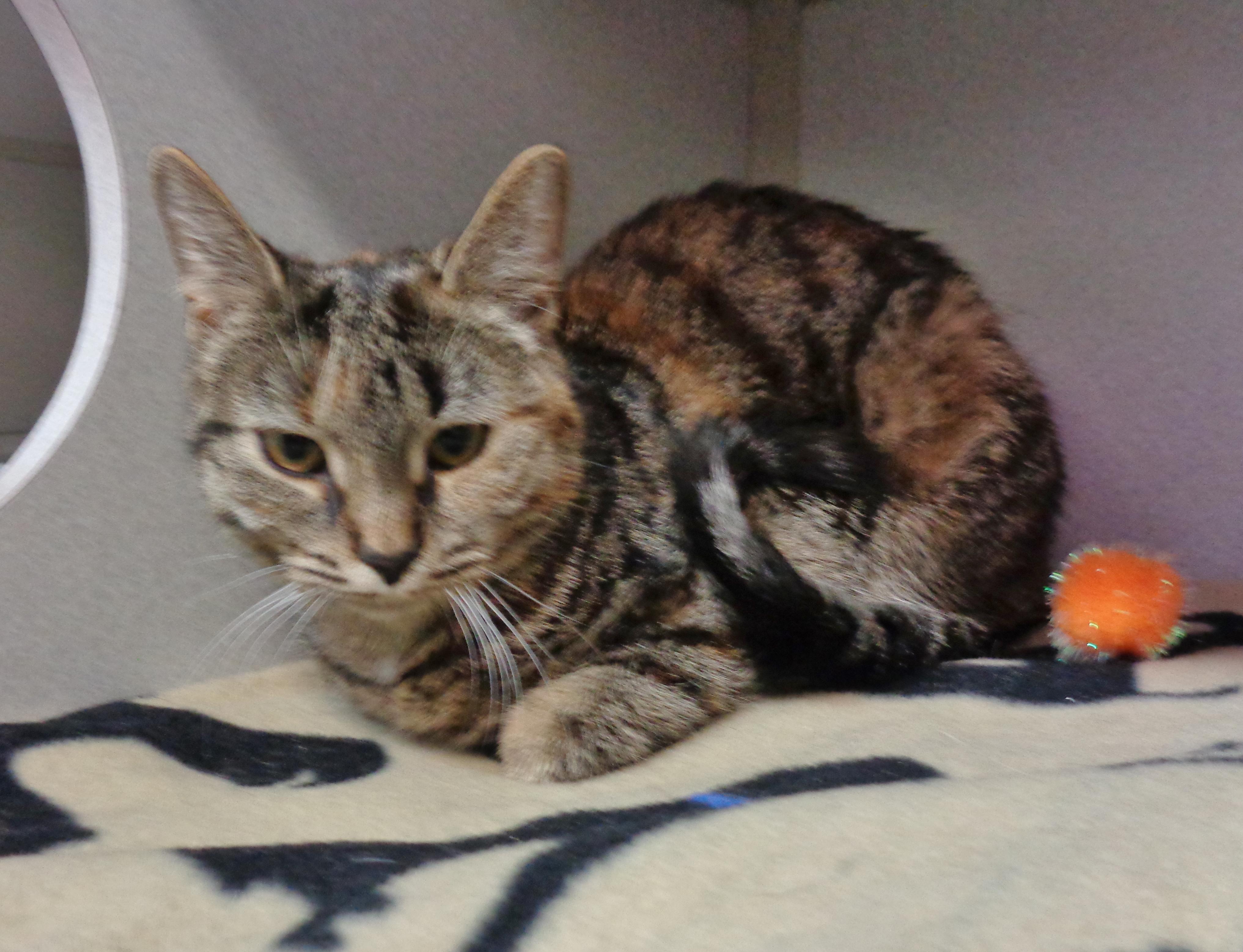 Confetti thumbnail 6