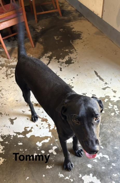 Enlarge Tommy, an adoptable mixed breed in Zimmerman, MN image 3/5