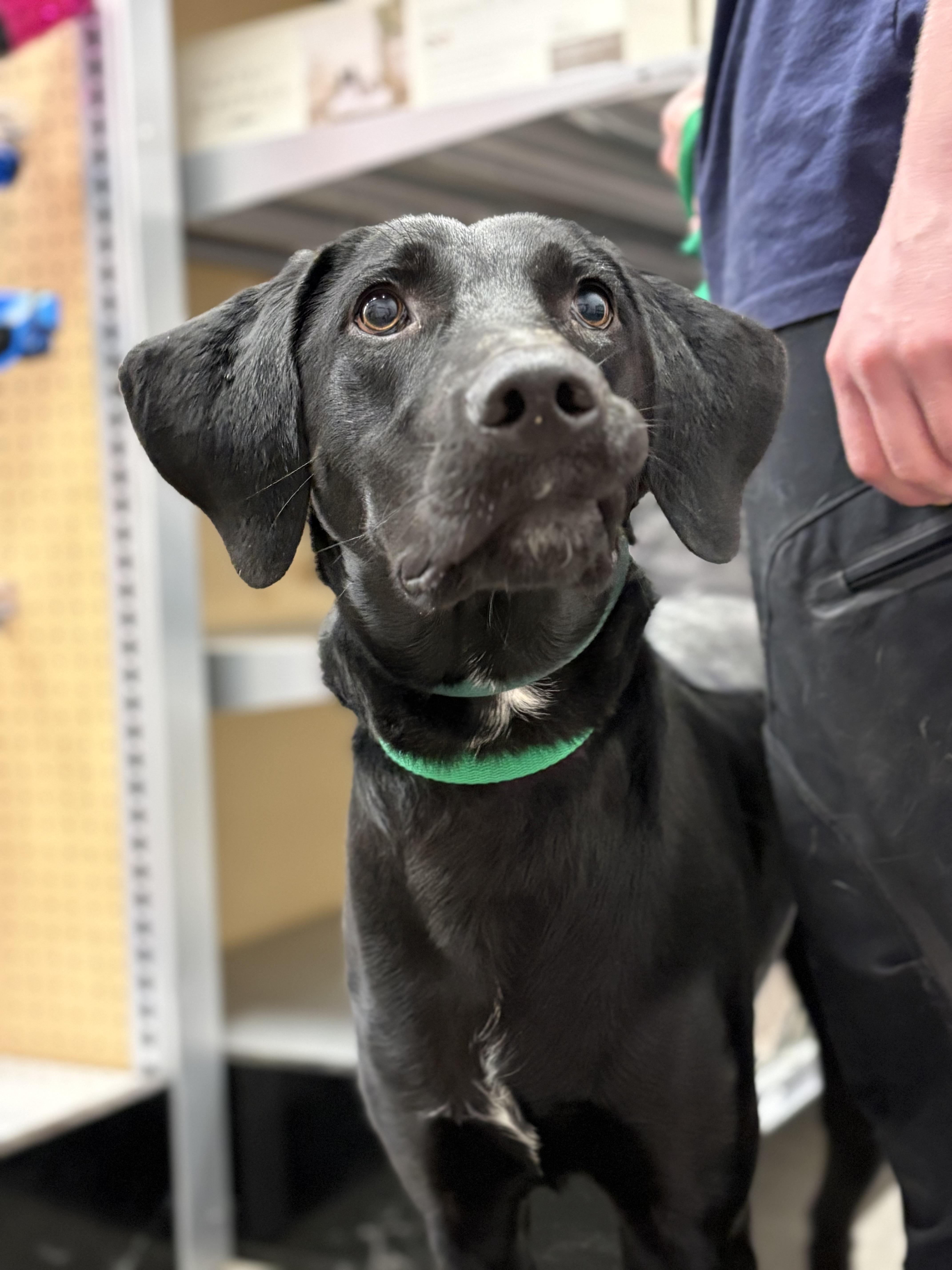 Enlarge Tommy, an adoptable mixed breed in Zimmerman, MN image 4/5