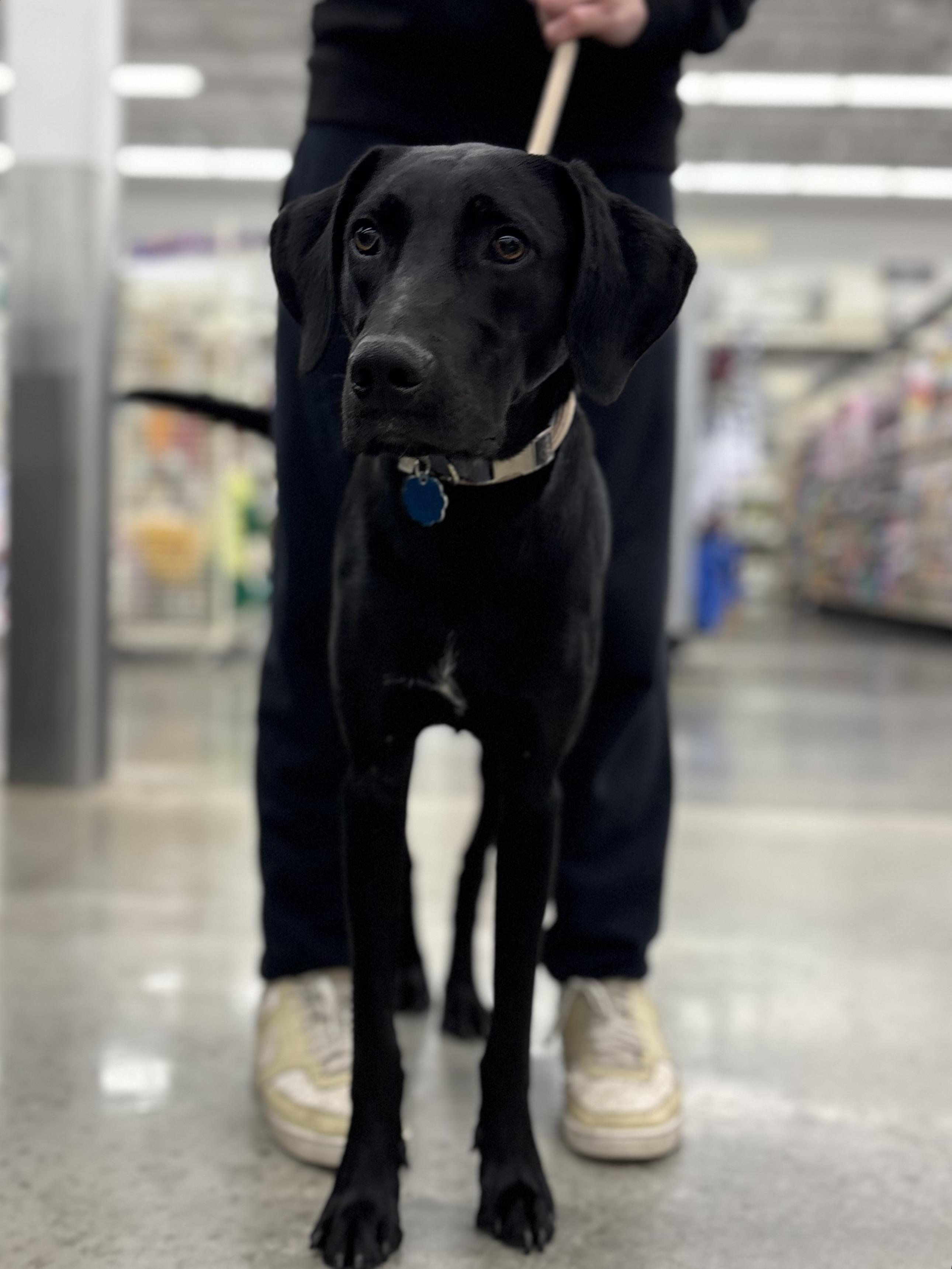Tommy, adoptable, Young Male Black Labrador Retriever.