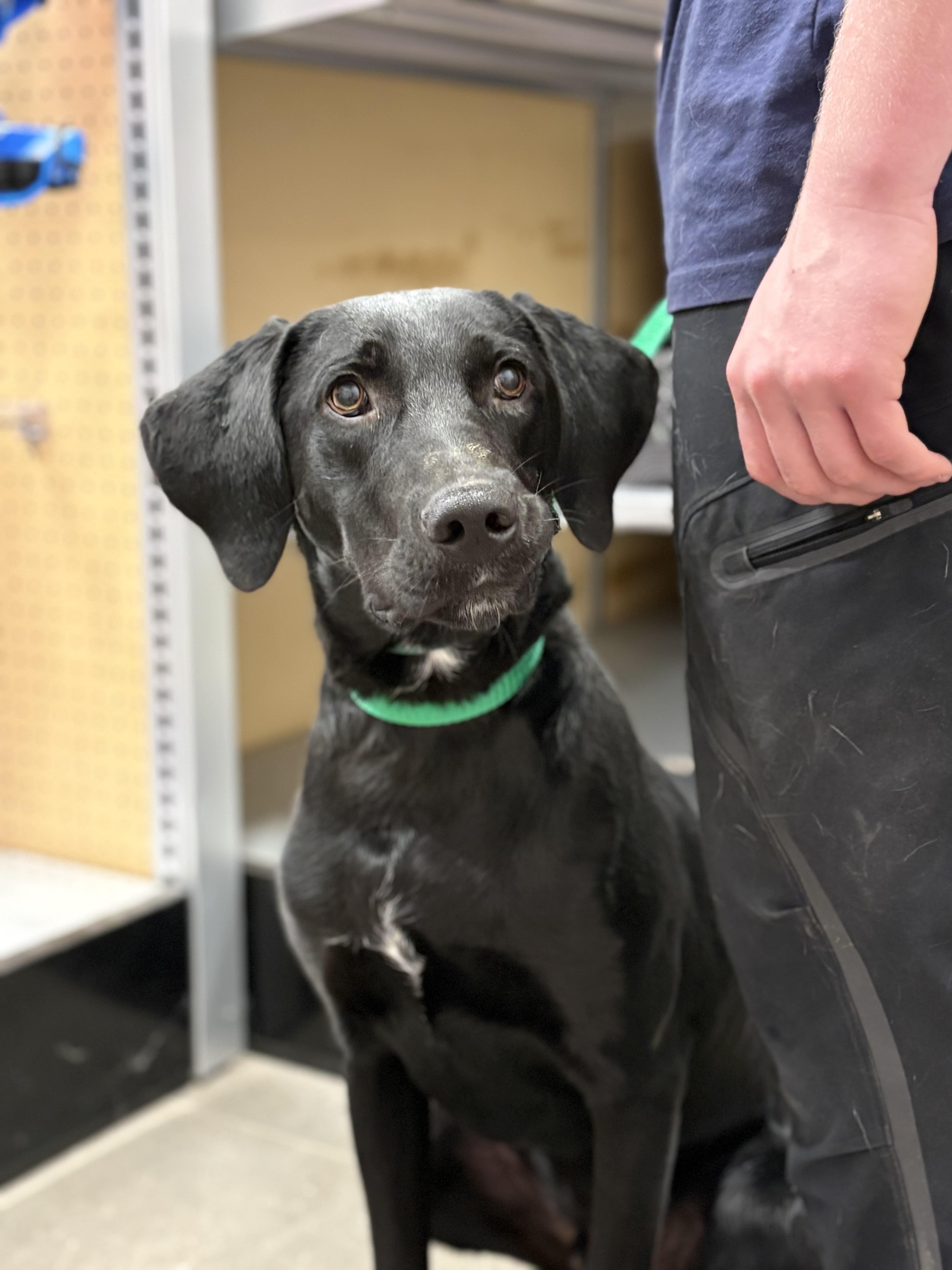 Enlarge Tommy, an adoptable mixed breed in Zimmerman, MN image 2/5