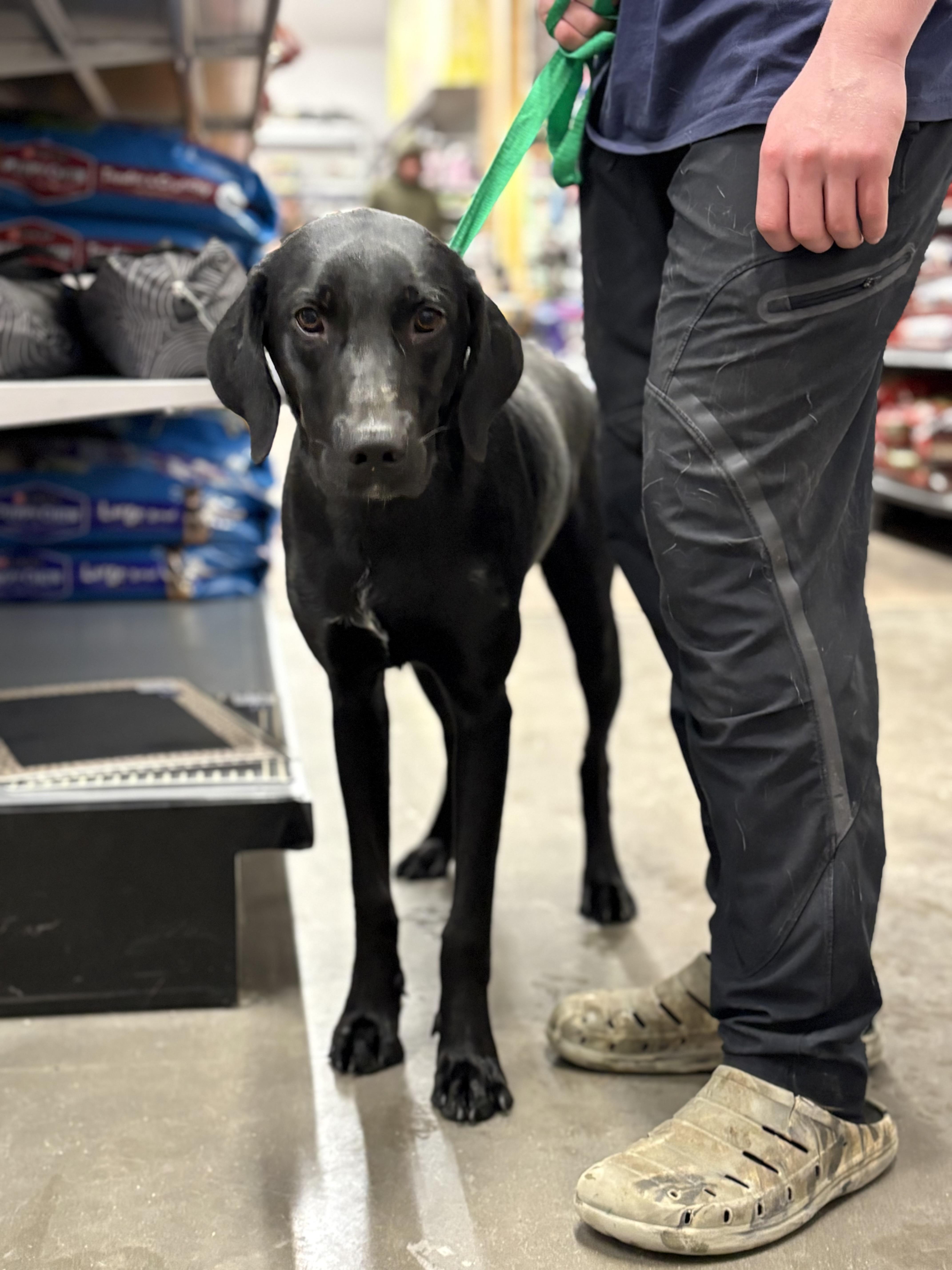 Enlarge Tommy, an adoptable mixed breed in Zimmerman, MN image 5/5