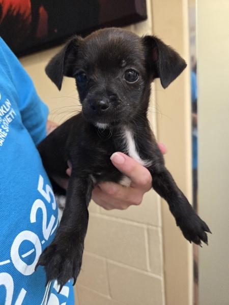 Truly Scrumptious, Adoptable, Puppy Female Chihuahua.