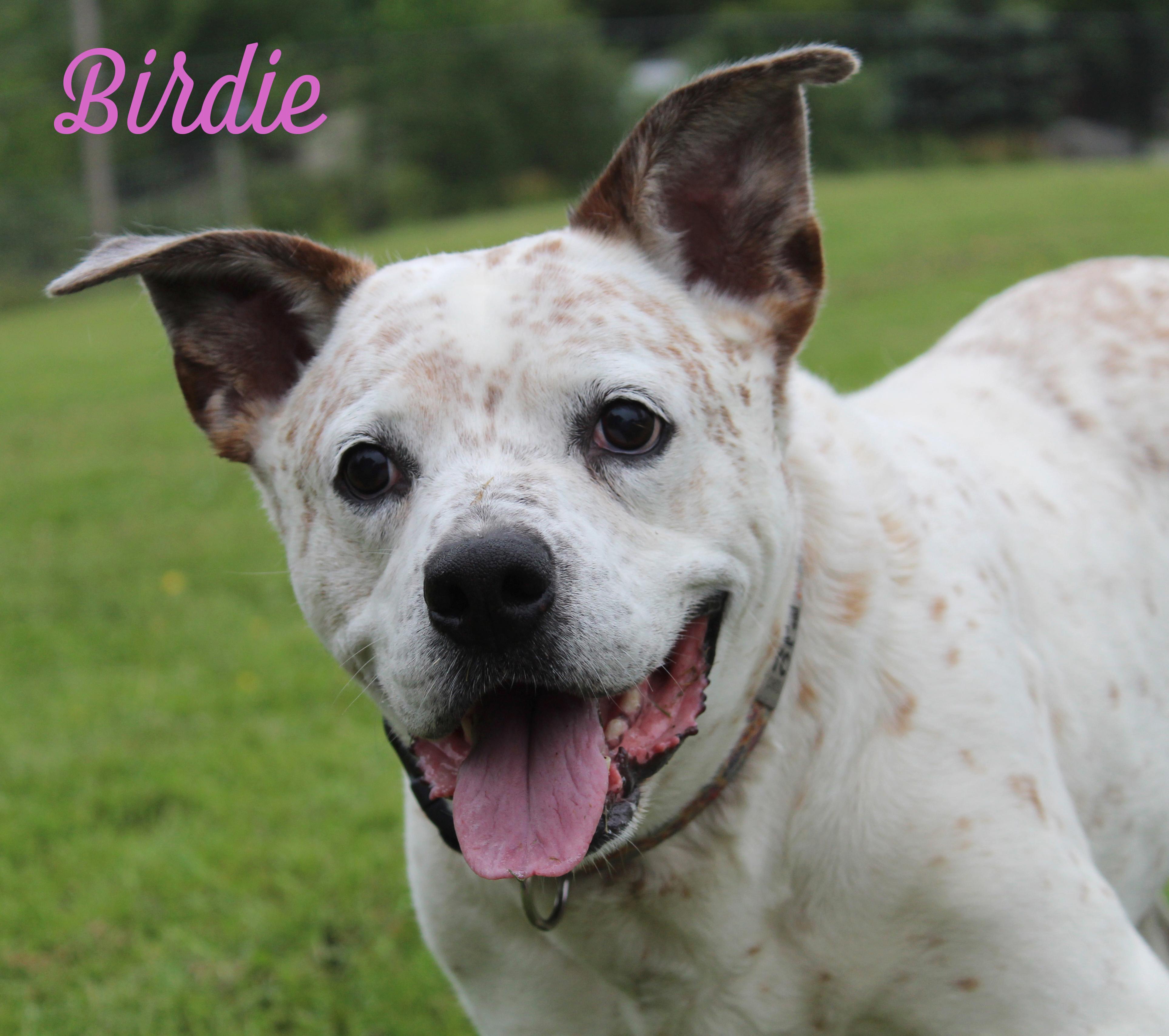 Birdie and Beverly - BONDED PAIR, an adoptable mixed breed in Silvana, WA image 4/6