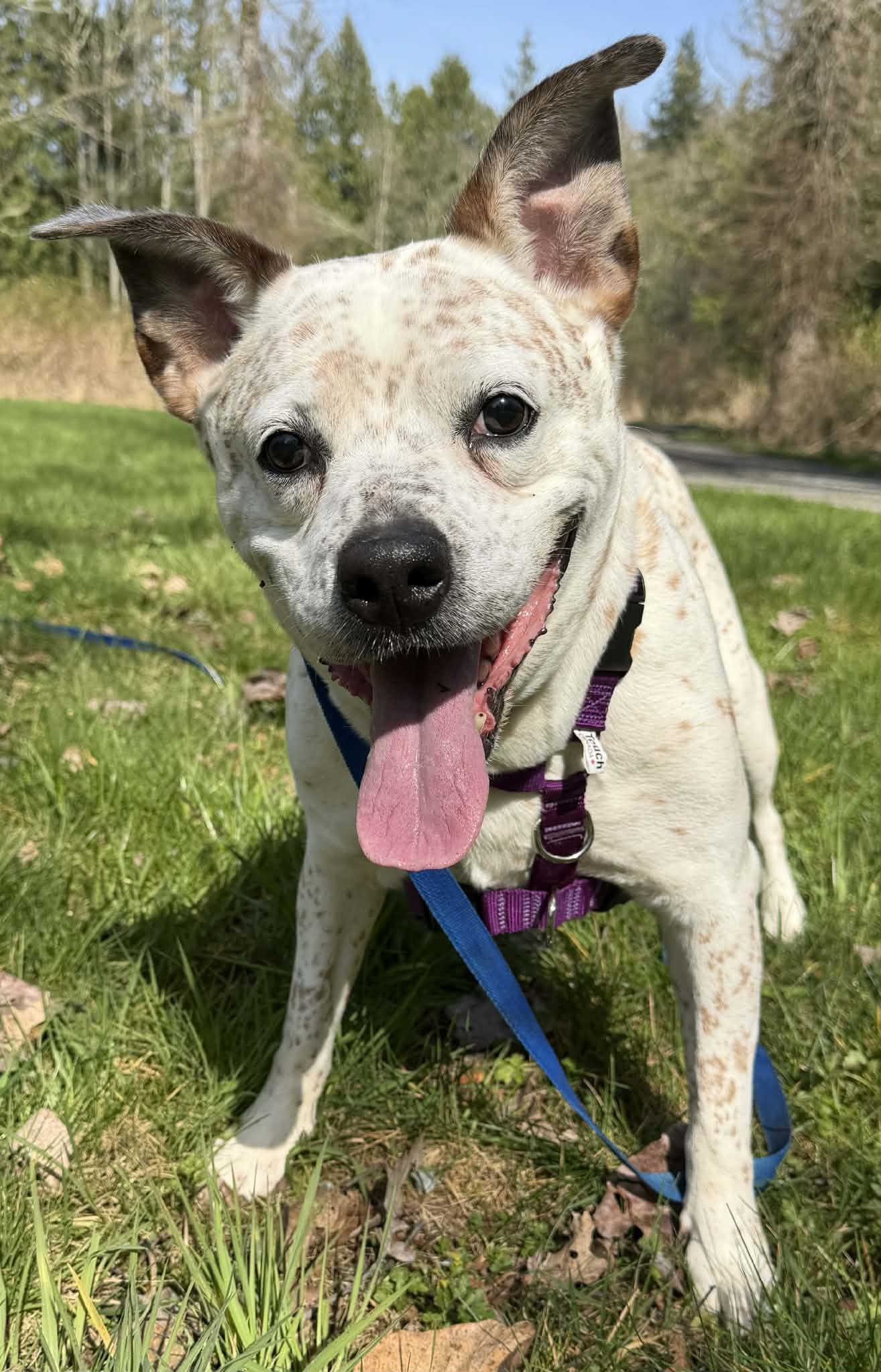 Birdie, adopted, Senior Female Cattle Dog.