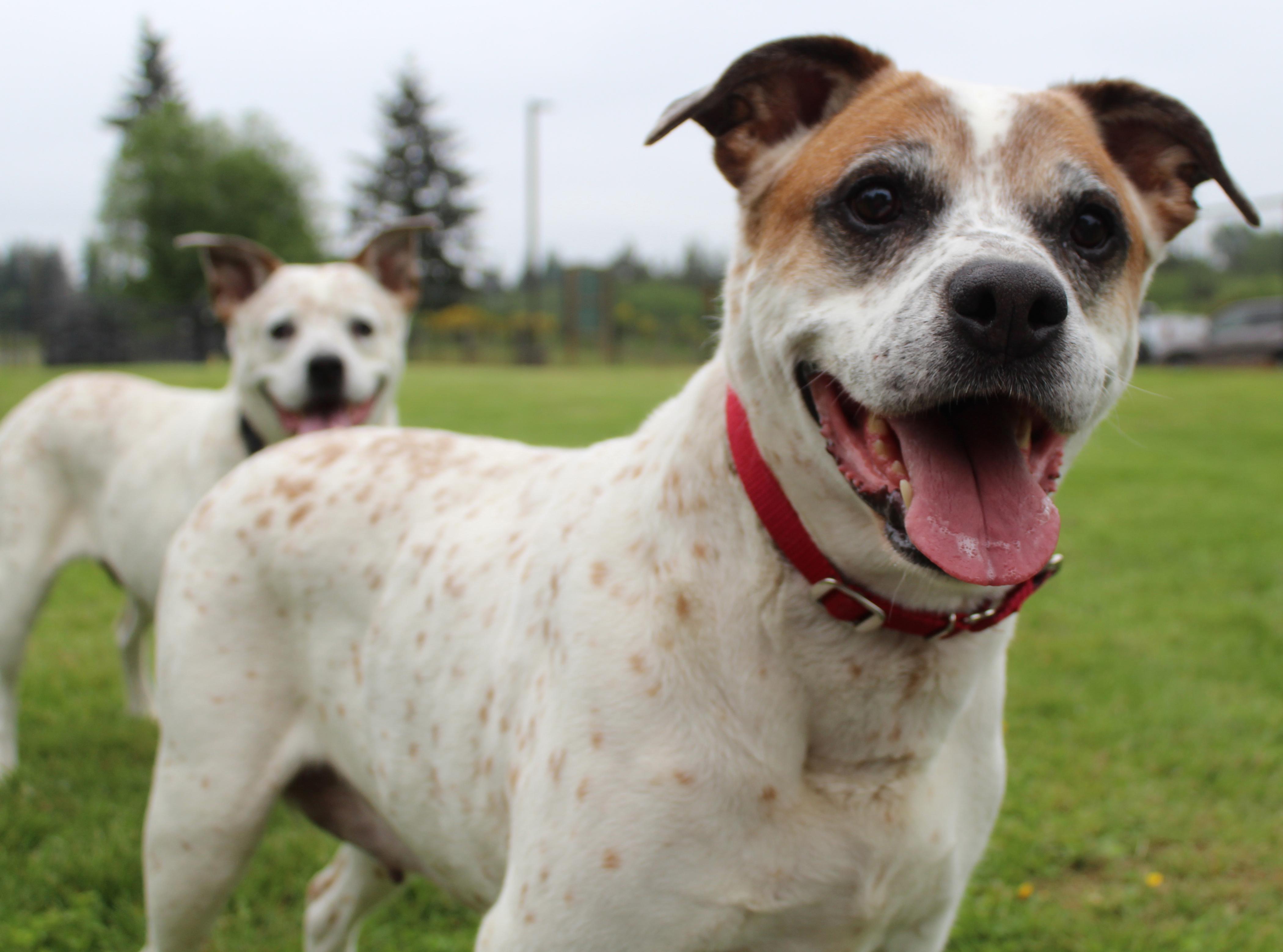 Birdie and Beverly - BONDED PAIR, an adoptable mixed breed in Silvana, WA image 5/6
