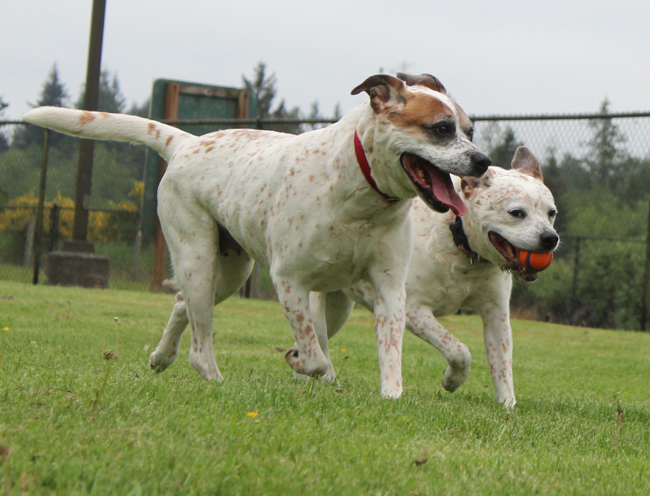 Birdie and Beverly - BONDED PAIR, an adoptable mixed breed in Silvana, WA image 2/6