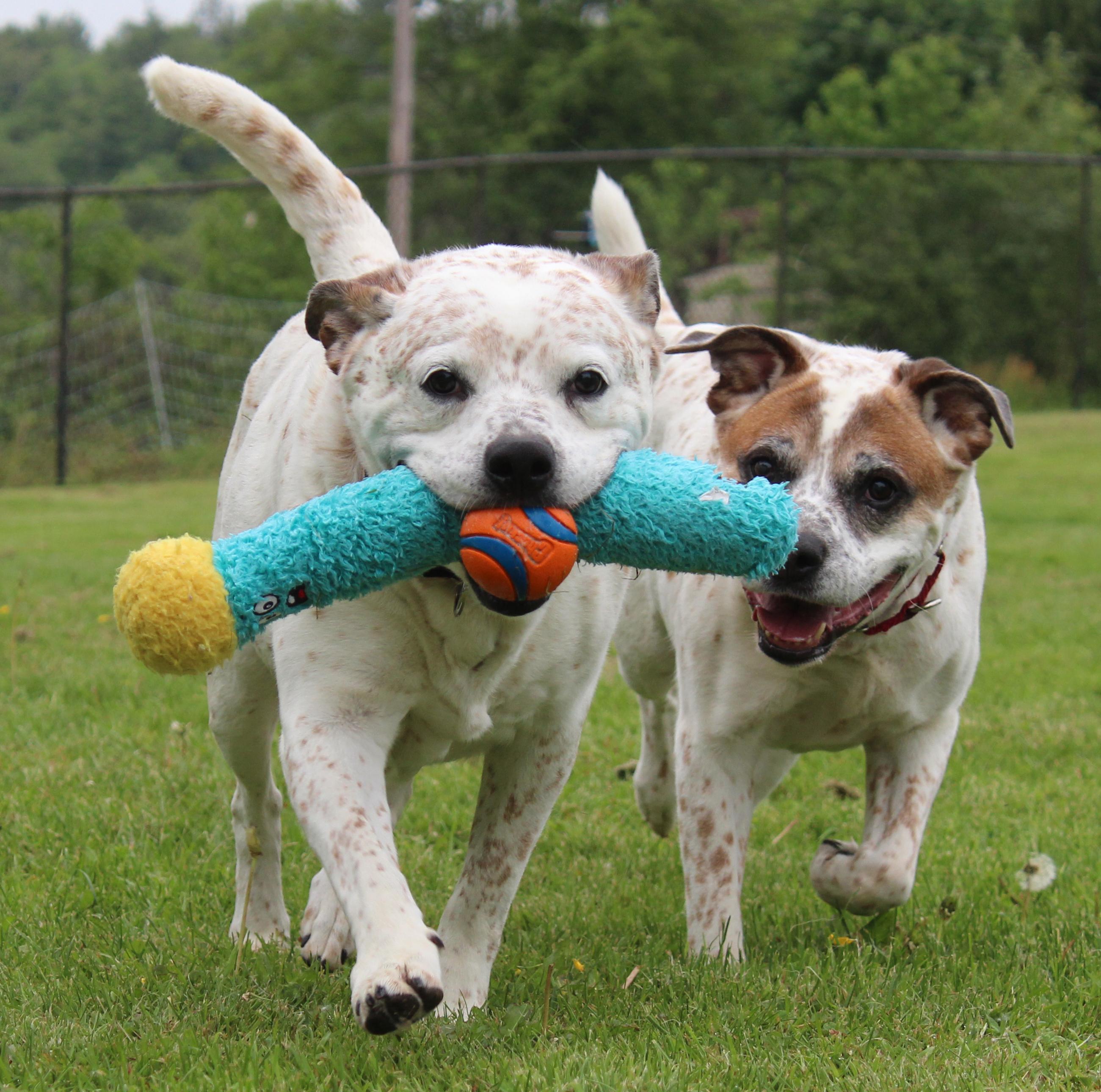 Birdie and Beverly - BONDED PAIR, an adoptable mixed breed in Silvana, WA image 1/6