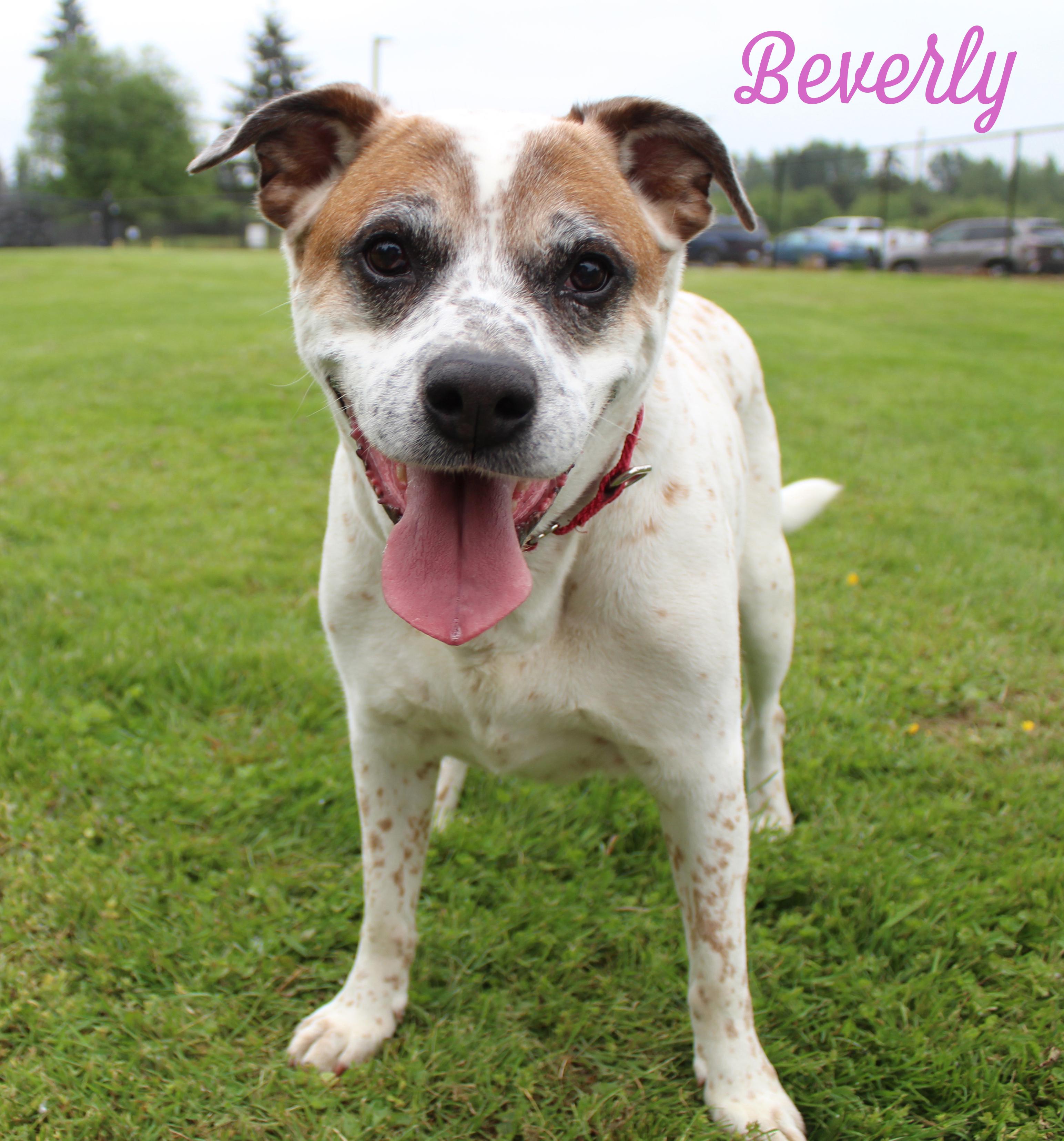 Birdie and Beverly - BONDED PAIR, an adoptable mixed breed in Silvana, WA image 3/6