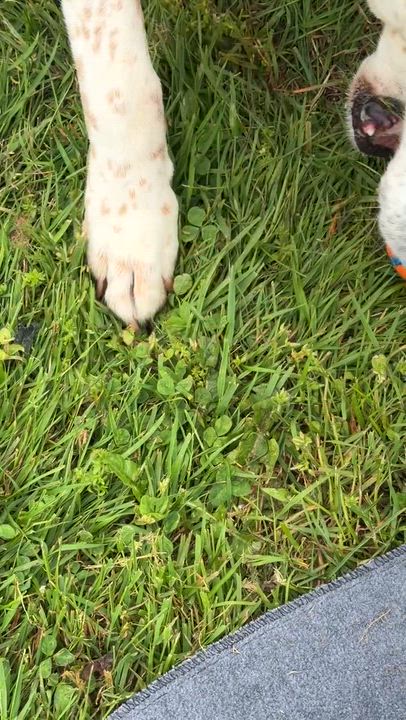 Enlarge Birdie and Beverly - BONDED PAIR, an adoptable mixed breed in Silvana, WA video 6/6
