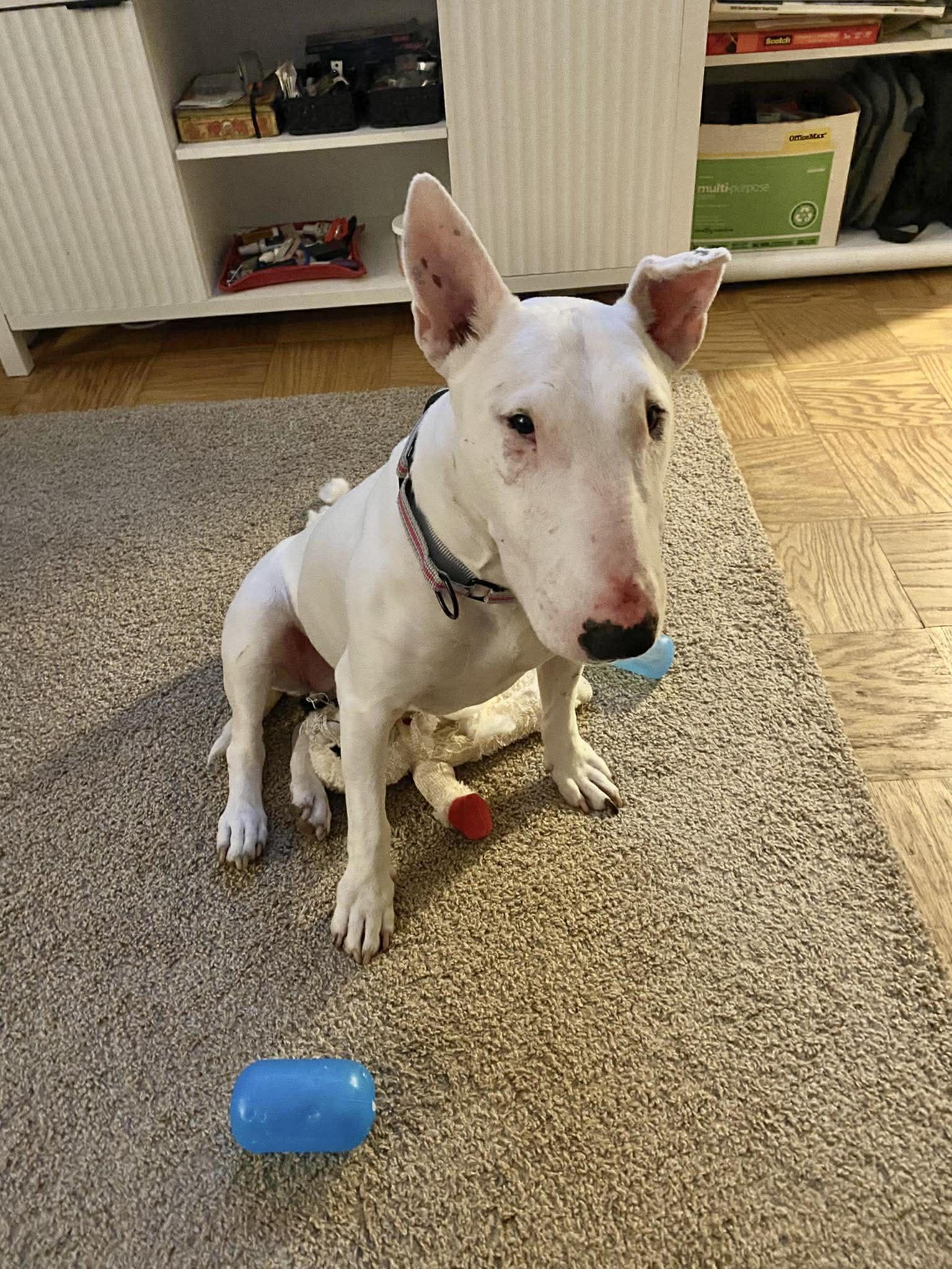 26-025 Lottie aka Lola Beaches, Adoptable, Adult Female Bull Terrier.